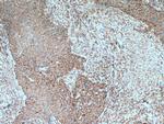 OGDH Antibody in Immunohistochemistry (Paraffin) (IHC (P))