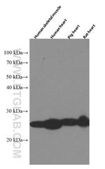 MYL3 Antibody in Western Blot (WB)