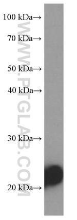 MYL3 Antibody in Western Blot (WB)