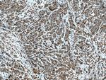 HSPA2 Antibody in Immunohistochemistry (Paraffin) (IHC (P))