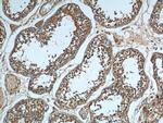 HSPA2 Antibody in Immunohistochemistry (Paraffin) (IHC (P))