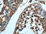 HSPA2 Antibody in Immunohistochemistry (Paraffin) (IHC (P))
