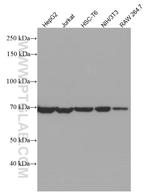 HSPA2 Antibody in Western Blot (WB)
