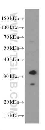 BDNF Antibody in Western Blot (WB)