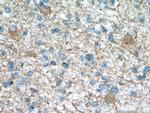 DAO Antibody in Immunohistochemistry (Paraffin) (IHC (P))