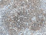 CD19 Antibody in Immunohistochemistry (Paraffin) (IHC (P))