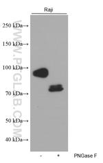 CD19 Antibody in Western Blot (WB)