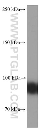CD19 Antibody in Western Blot (WB)