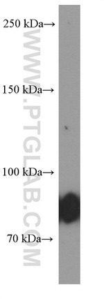 CD19 Antibody in Western Blot (WB)