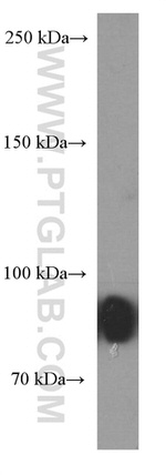 CD19 Antibody in Western Blot (WB)