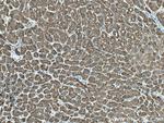 LAMP2 Antibody in Immunohistochemistry (Paraffin) (IHC (P))