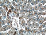 LAMP2 Antibody in Immunohistochemistry (Paraffin) (IHC (P))