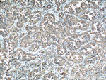 LAMP2 Antibody in Immunohistochemistry (Paraffin) (IHC (P))