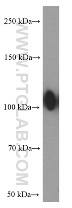LAMP2 Antibody in Western Blot (WB)