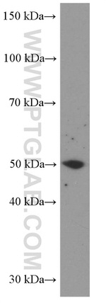 LIPH Antibody in Western Blot (WB)