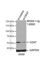 CD47 Antibody in Western Blot (WB)