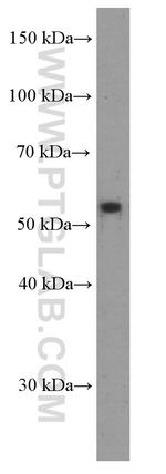 RXRG Antibody in Western Blot (WB)