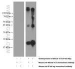 Il17a Antibody in Western Blot (WB)