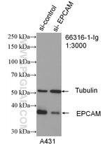 EPCAM Antibody in Western Blot (WB)