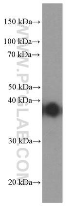 EPCAM Antibody in Western Blot (WB)