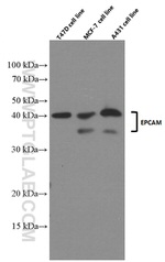 EPCAM Antibody in Western Blot (WB)