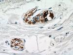 Peripherin Antibody in Immunohistochemistry (Paraffin) (IHC (P))