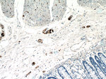 Peripherin Antibody in Immunohistochemistry (Paraffin) (IHC (P))