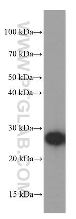 GAMT Antibody in Western Blot (WB)