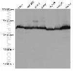 TRIM24 Antibody in Western Blot (WB)