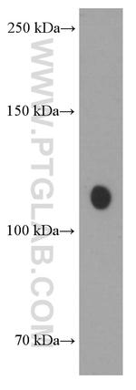 TRIM24 Antibody in Western Blot (WB)