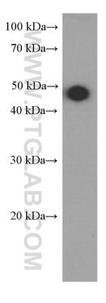 SMYD3 Antibody in Western Blot (WB)