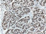 GP73/GOLPH2 Antibody in Immunohistochemistry (Paraffin) (IHC (P))