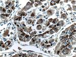 GP73/GOLPH2 Antibody in Immunohistochemistry (Paraffin) (IHC (P))