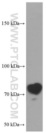 GP73/GOLPH2 Antibody in Western Blot (WB)