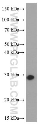 NUDT21 Antibody in Western Blot (WB)