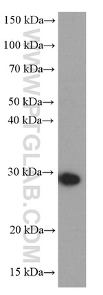 NUDT21 Antibody in Western Blot (WB)