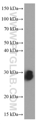 NUDT21 Antibody in Western Blot (WB)