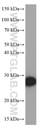 NUDT21 Antibody in Western Blot (WB)