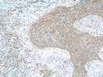 CRBN Antibody in Immunohistochemistry (Paraffin) (IHC (P))