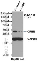 CRBN Antibody in Western Blot (WB)