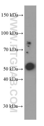 CRBN Antibody in Western Blot (WB)