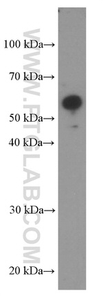 CRBN Antibody in Western Blot (WB)