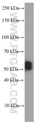 PHF10 Antibody in Western Blot (WB)