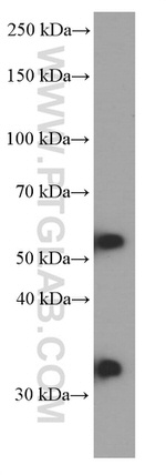 PHF10 Antibody in Western Blot (WB)