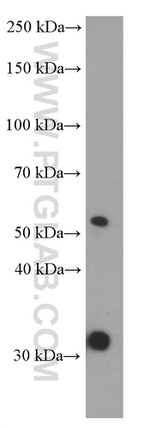 PHF10 Antibody in Western Blot (WB)