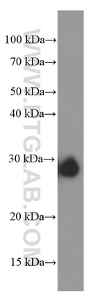 CLIC4 Antibody in Western Blot (WB)