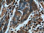 Annexin A1 Antibody in Immunohistochemistry (Paraffin) (IHC (P))