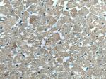 VDAC1/Porin Antibody in Immunohistochemistry (Paraffin) (IHC (P))