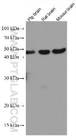 MKP-2 Antibody in Western Blot (WB)