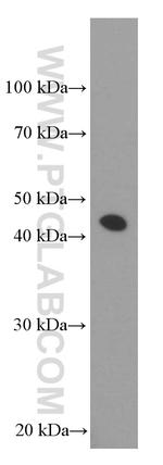 MKP-2 Antibody in Western Blot (WB)